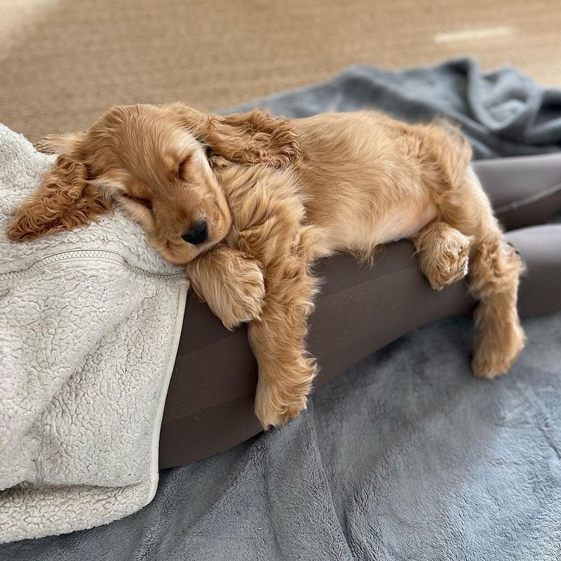 Cocker Spaniel