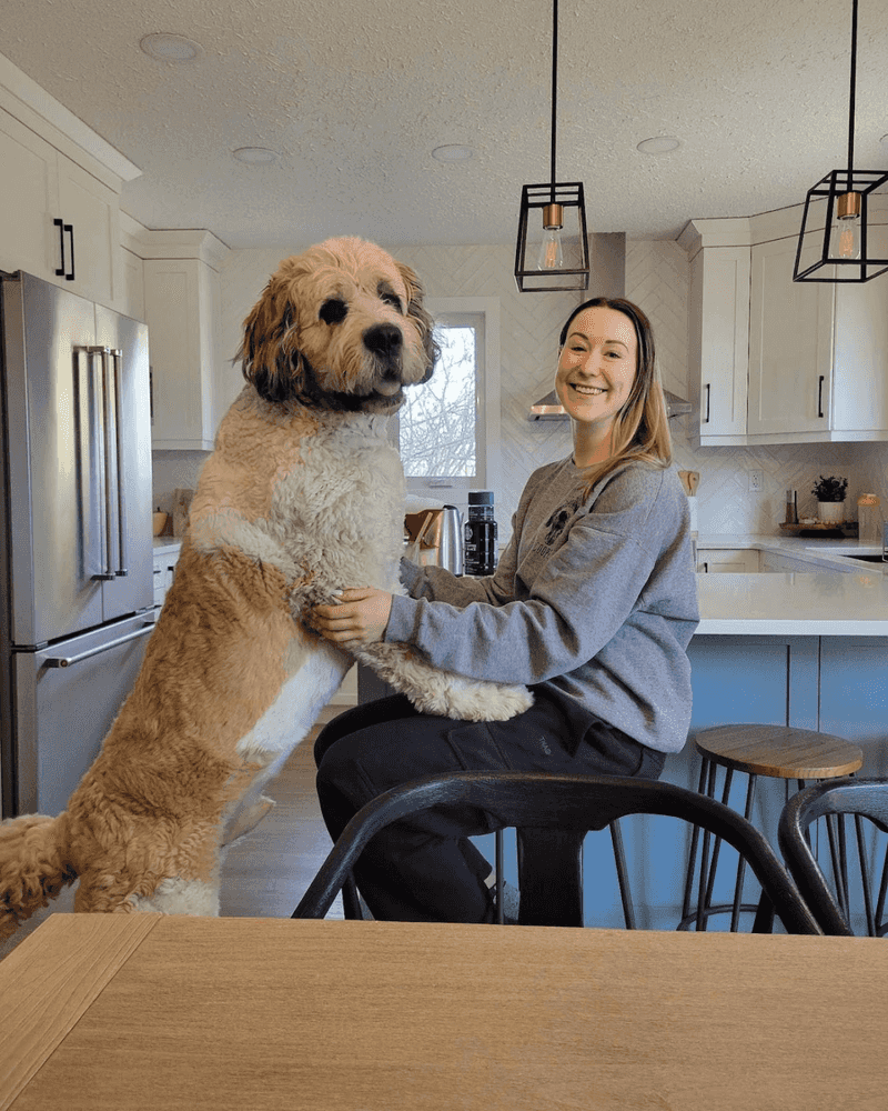 Saint Berdoodle