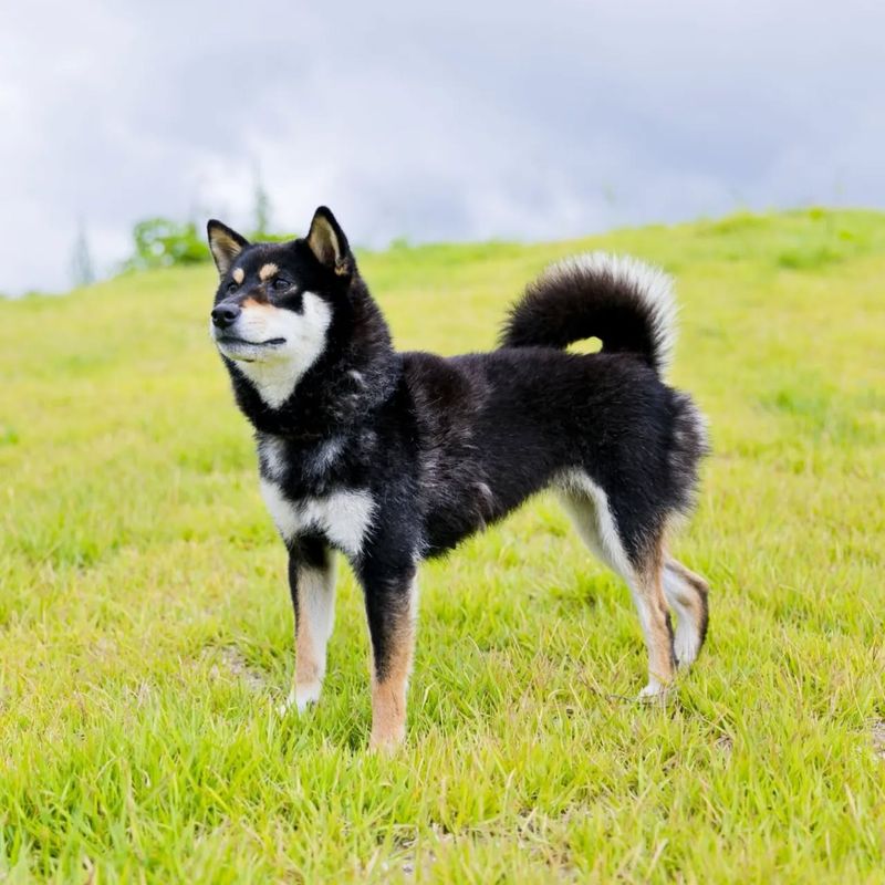 Shiba Inu