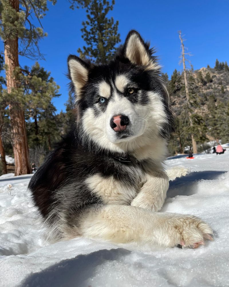 Siberian Husky