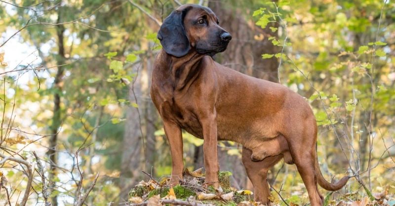 Bavarian Mountain Hound