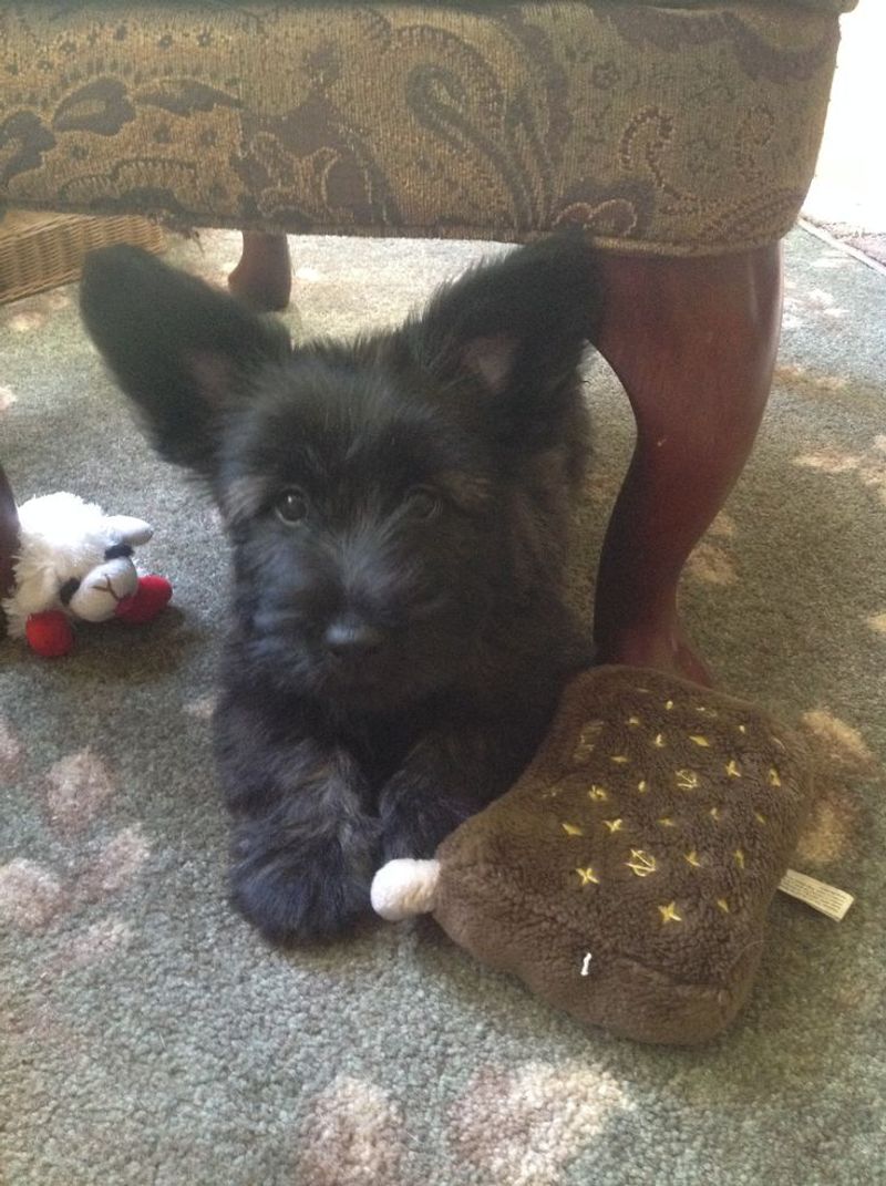 Skye Terrier
