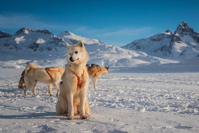 The Majestic Greenland Dog