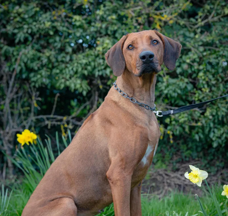Rhodesian Ridgeback
