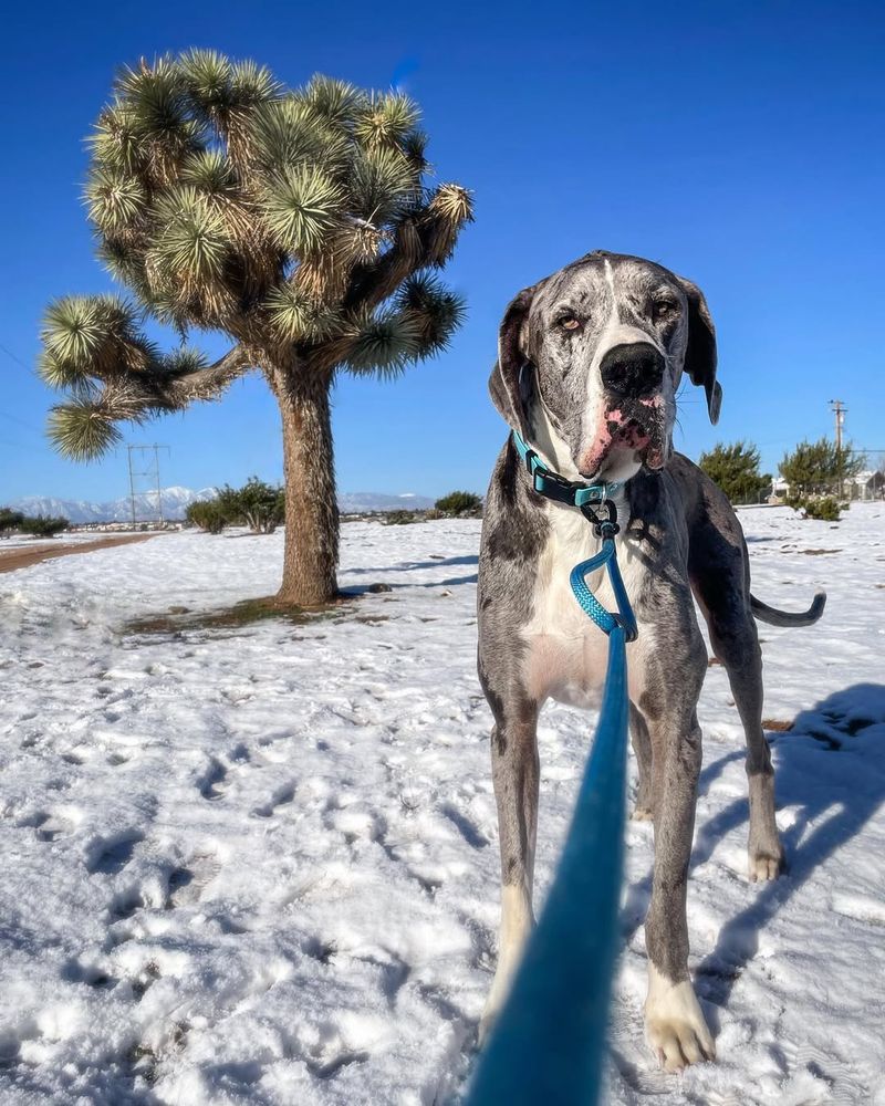 Great Dane