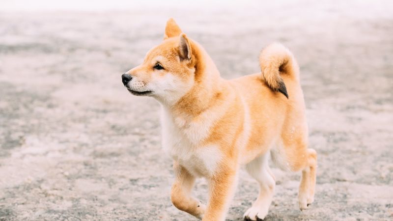 Shiba Inu