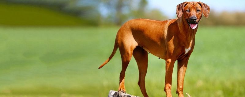 Rhodesian Ridgeback