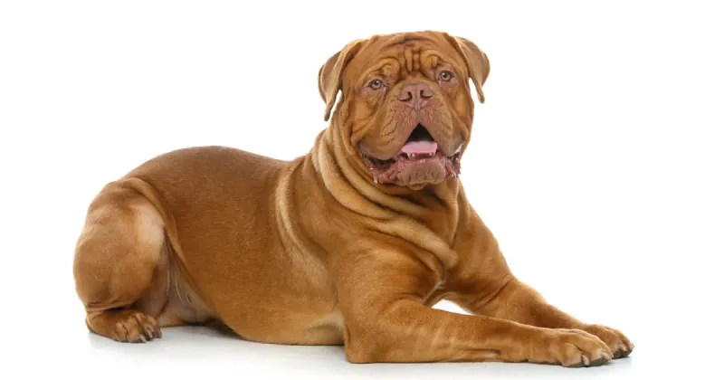 Dogue de Bordeaux