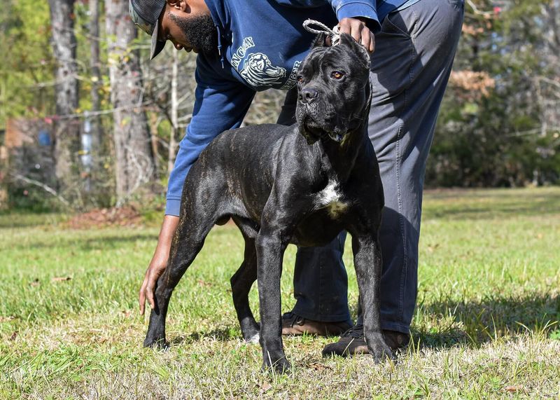 Cane Corso