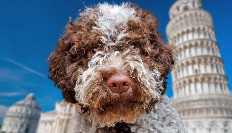 Lagotto Romagnolo