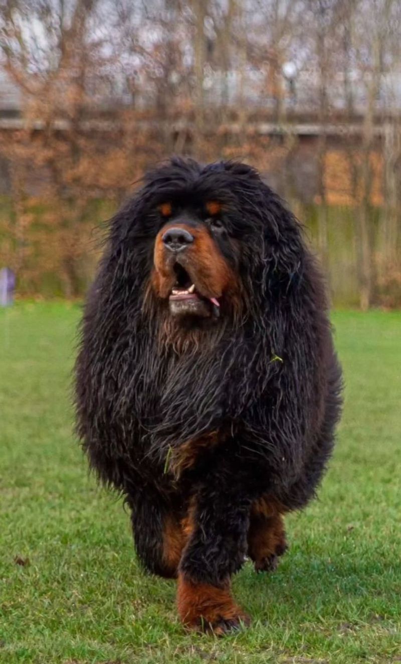 Tibetan Mastiff