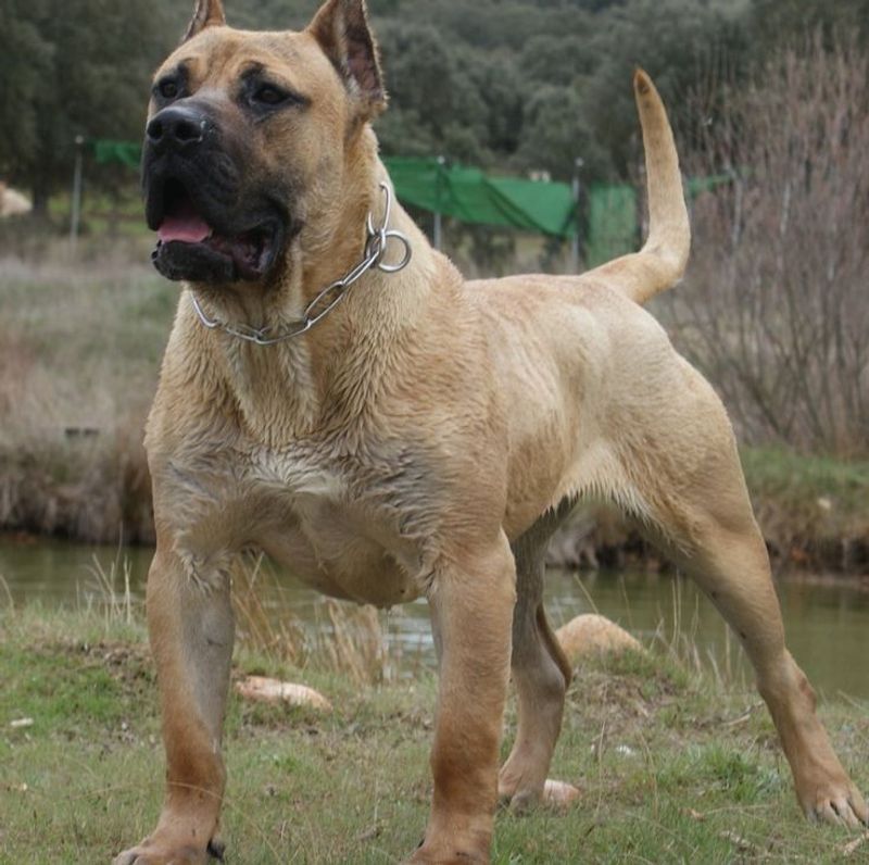 Presa Canario
