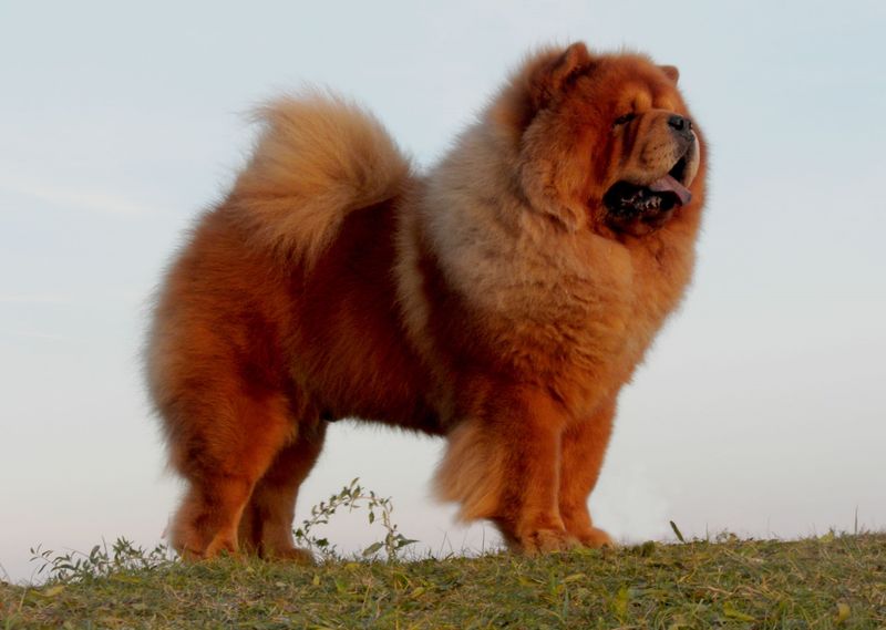 Chow Chow