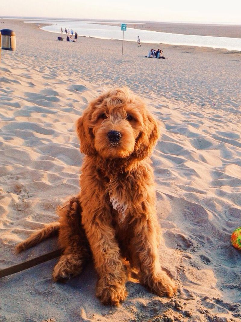 Labradoodle