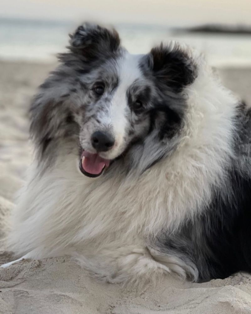 Shetland Sheepdog
