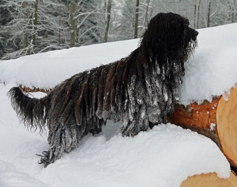 Bergamasco Sheepdog