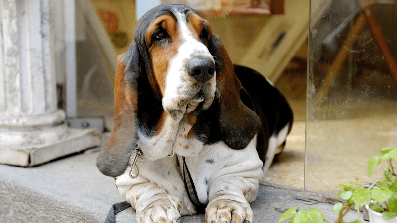 Basset Hound