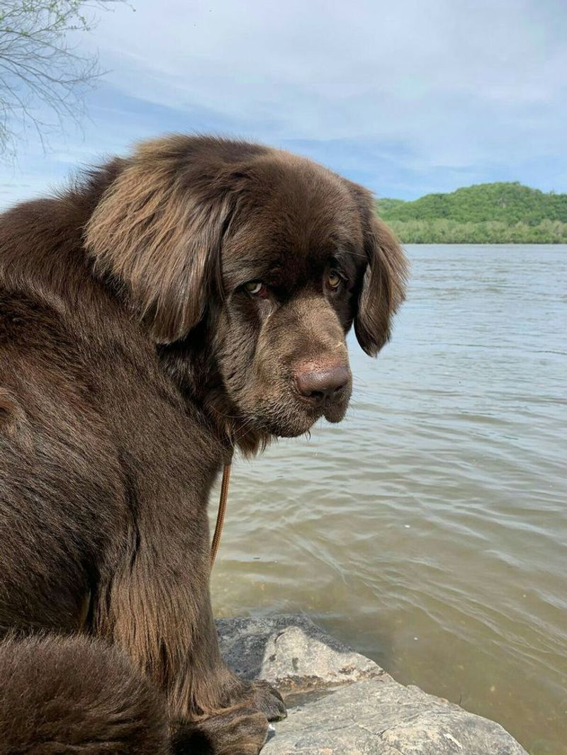 Newfoundland