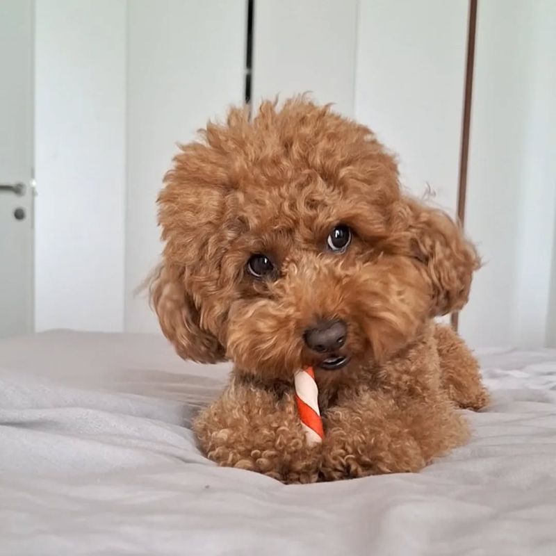 Toy Poodle