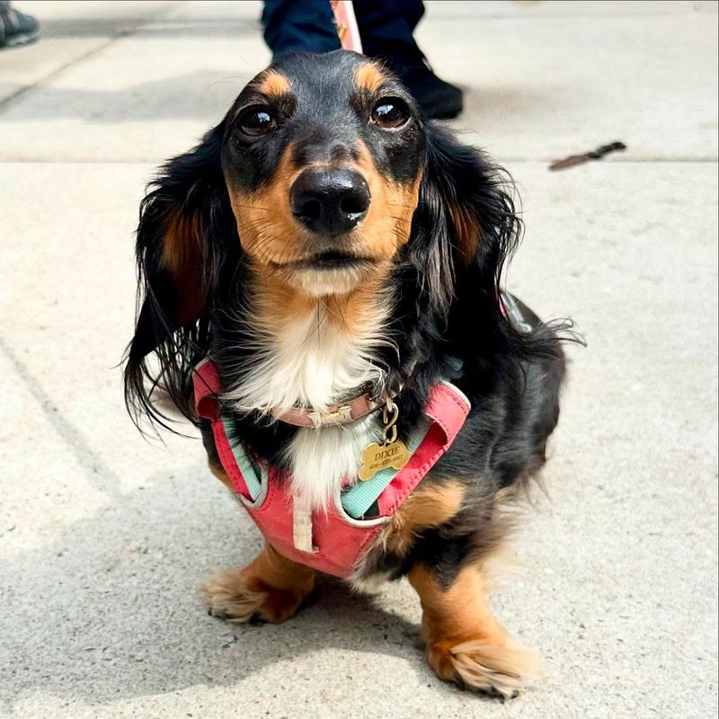 Dachshund