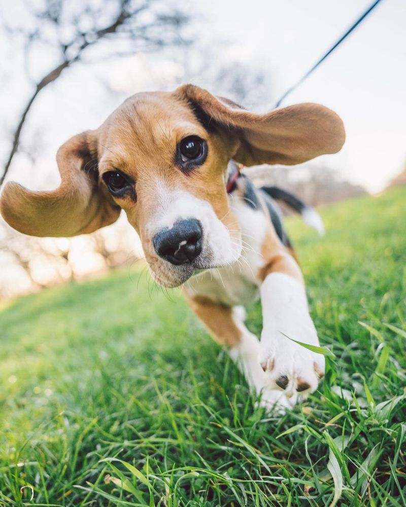 Beagle