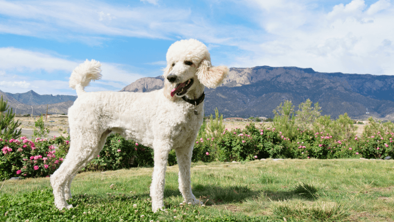 Poodle