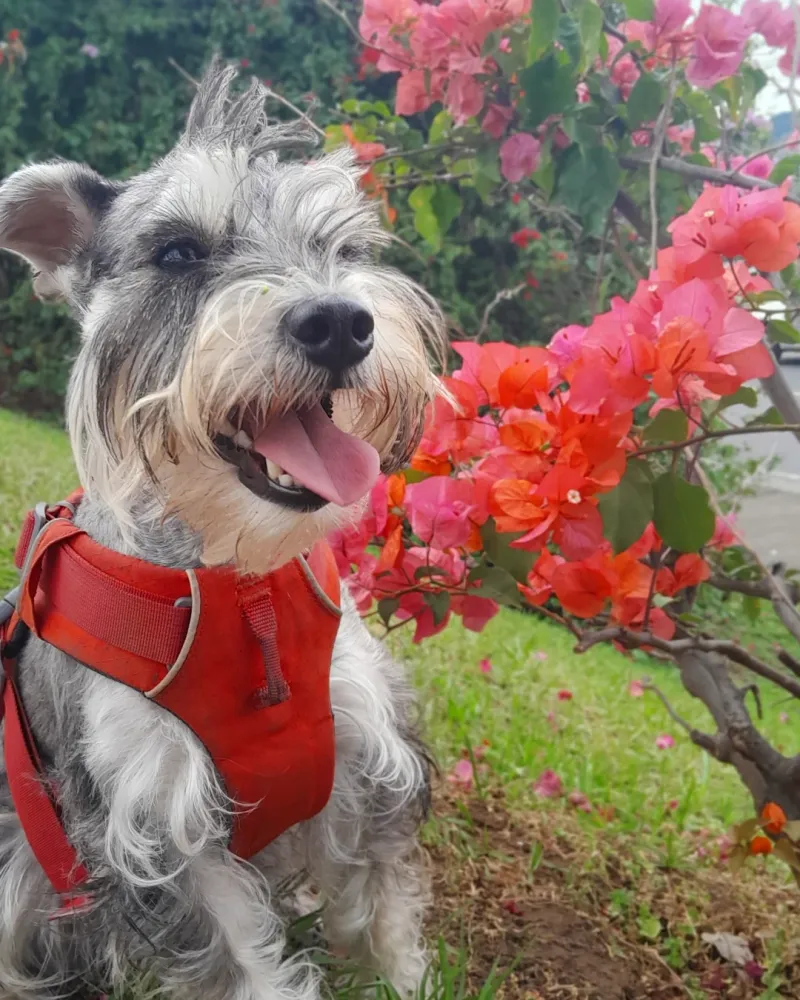 Miniature Schnauzer