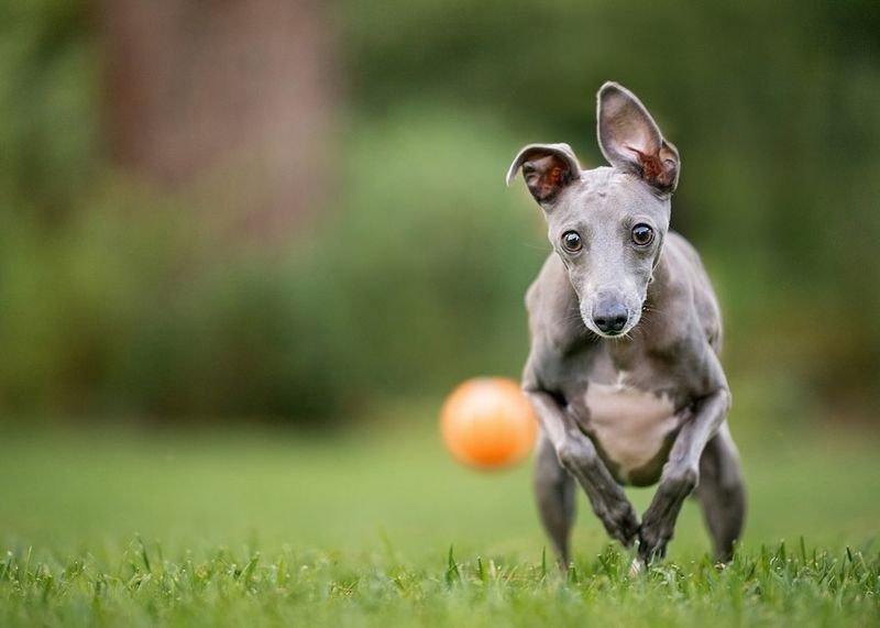 Italian Greyhound