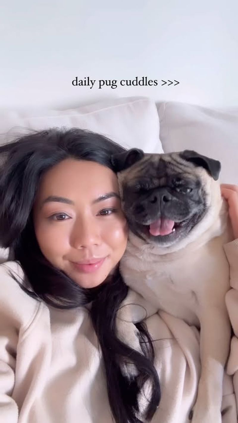Pug
