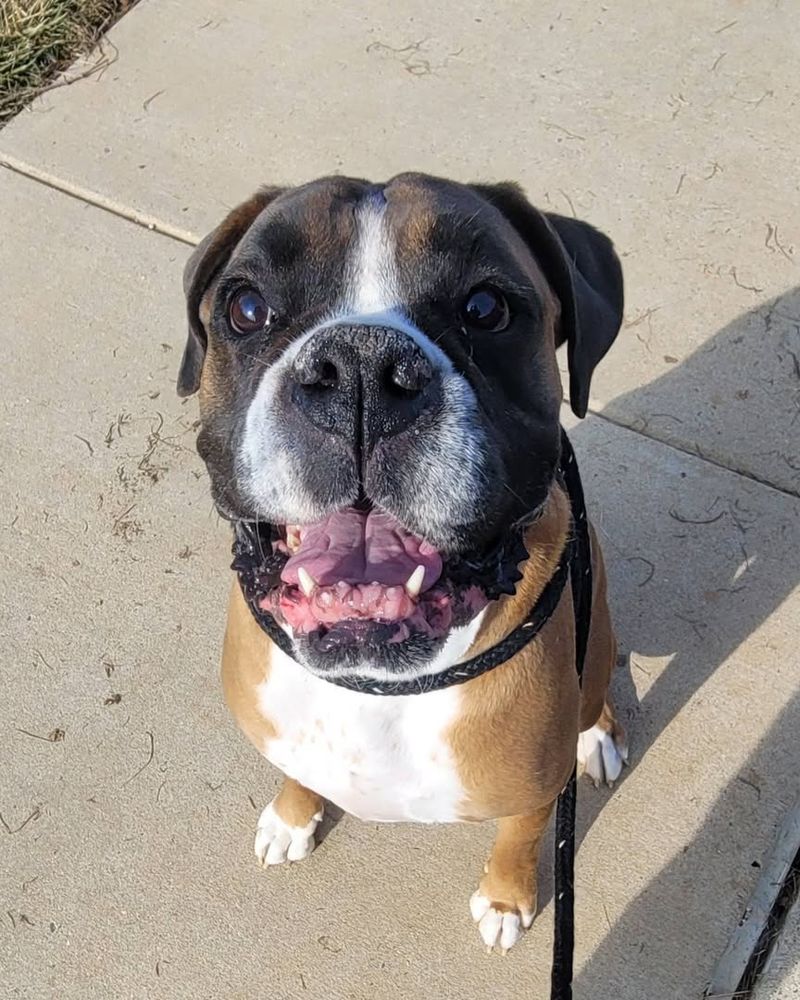 Boxer