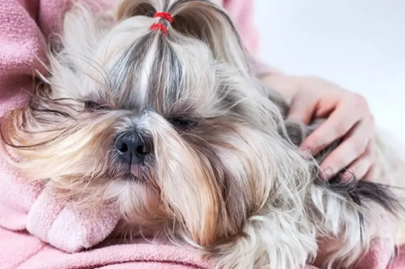 Shih Tzu
