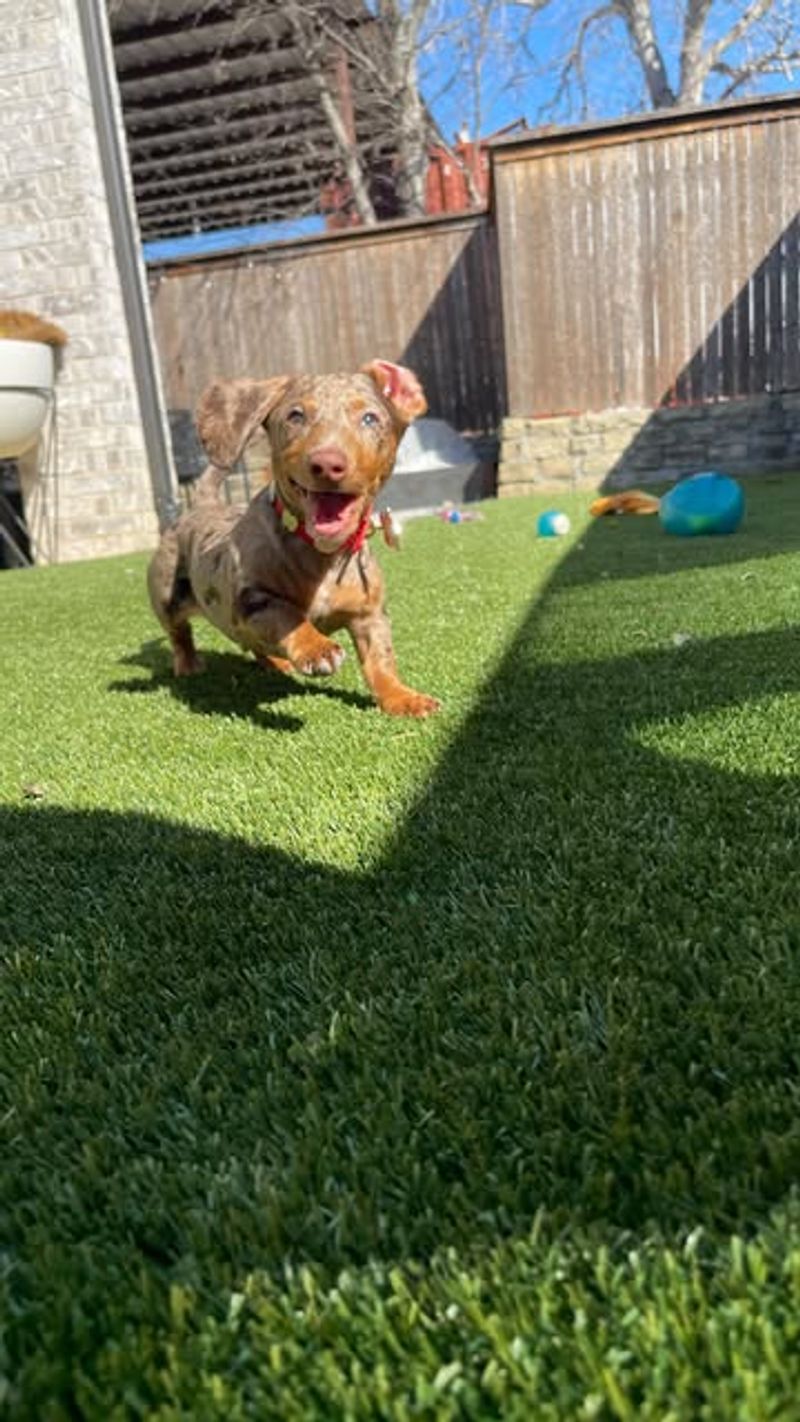 Dachshund