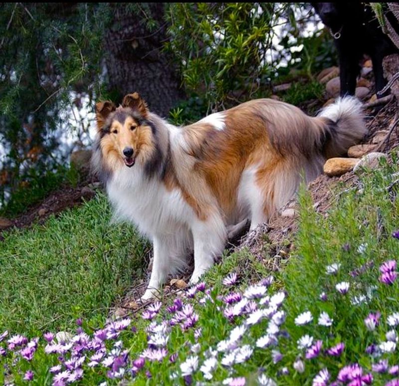 Collie