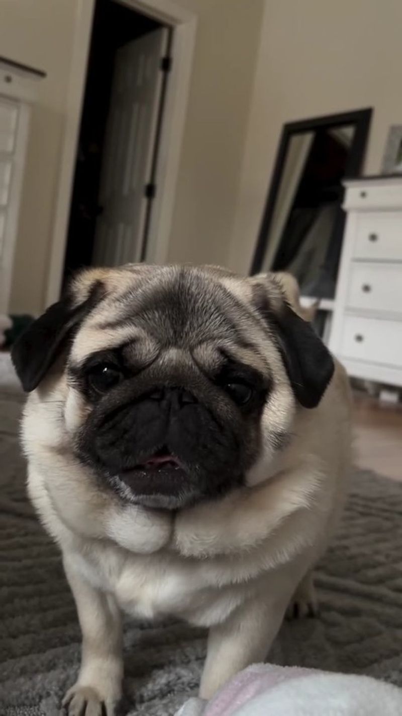 Pug