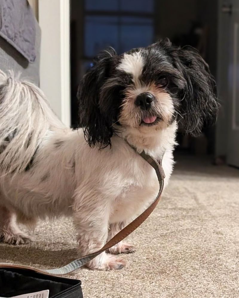 Shih Tzu