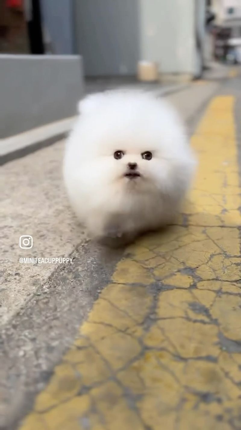 Pomeranian