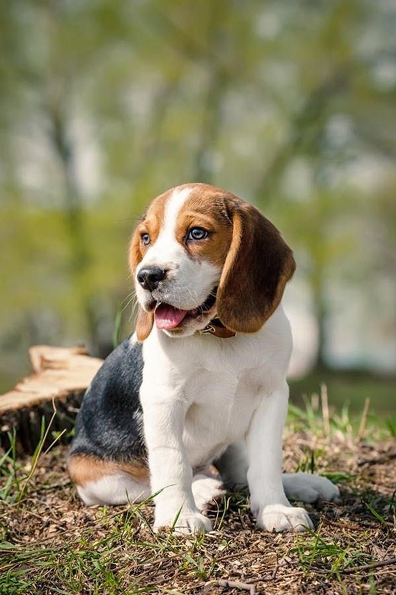 Beagle