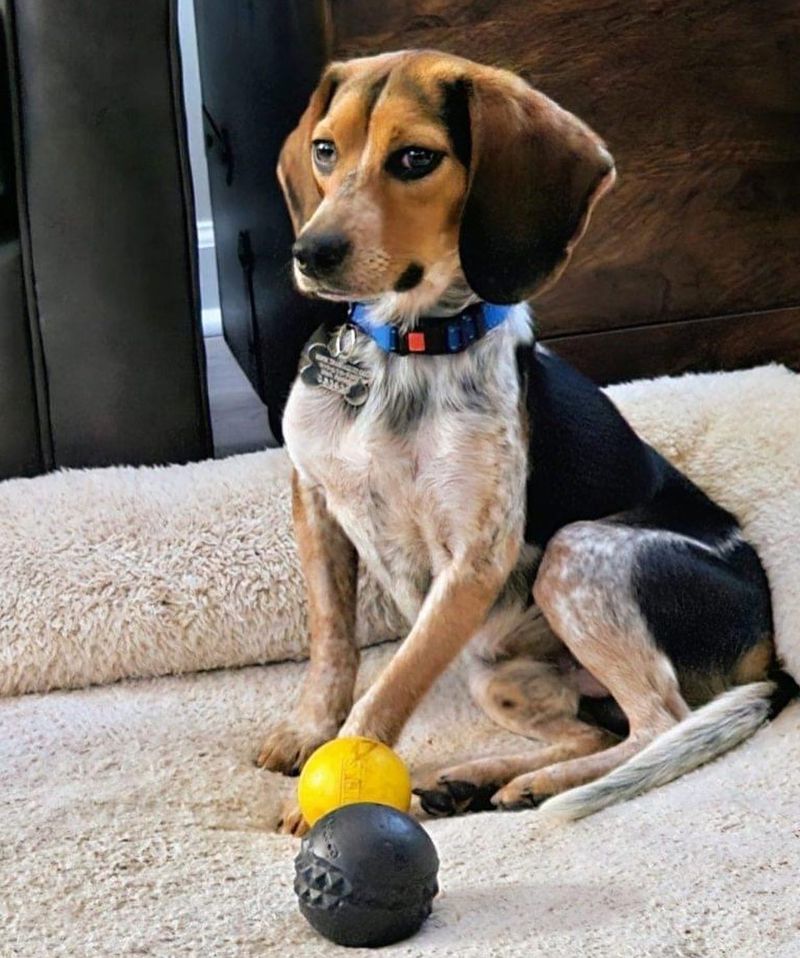 Beagle