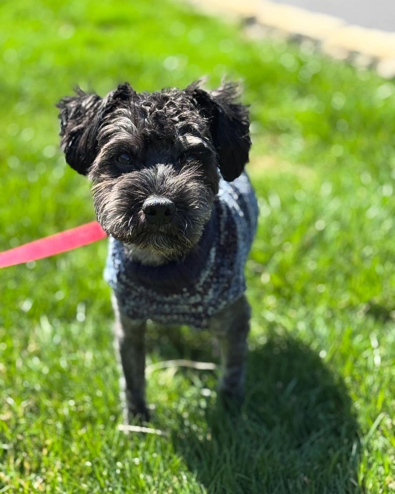 Schnoodle