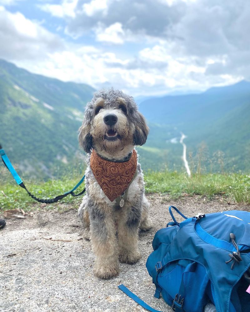 Bernedoodle