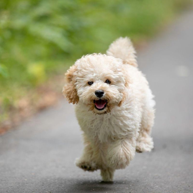 Maltipoo