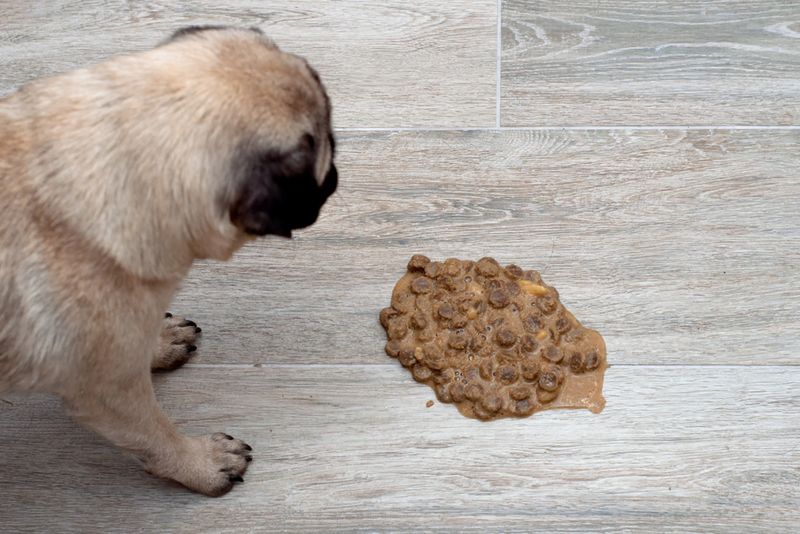Persistent Vomiting or Diarrhea