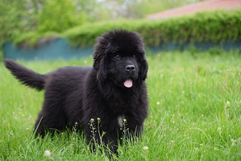 Nala the Nurturing Newfoundland