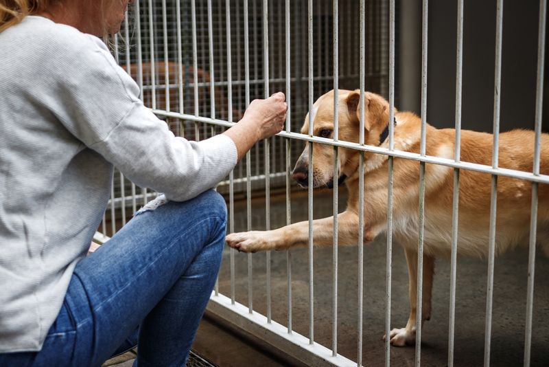Check Local Shelters Regularly