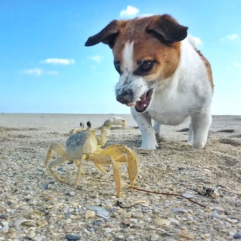 Jack Russell Terrier