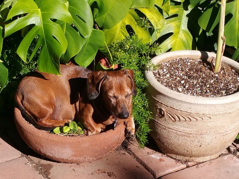 Dachshund