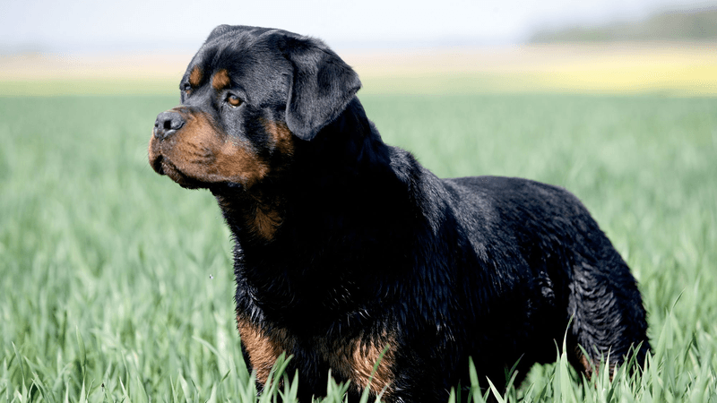 Rottweiler