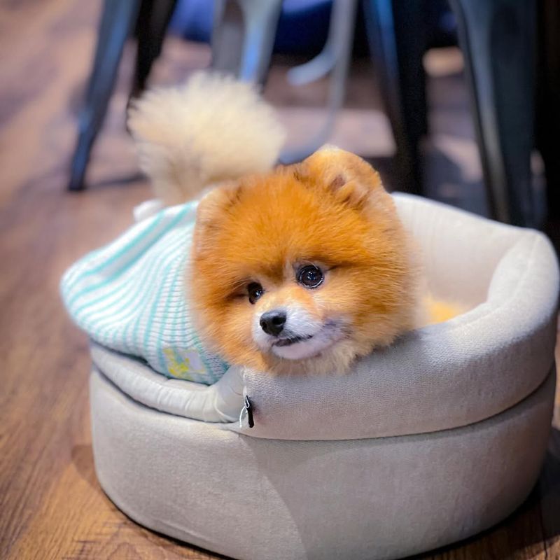 Pomeranian