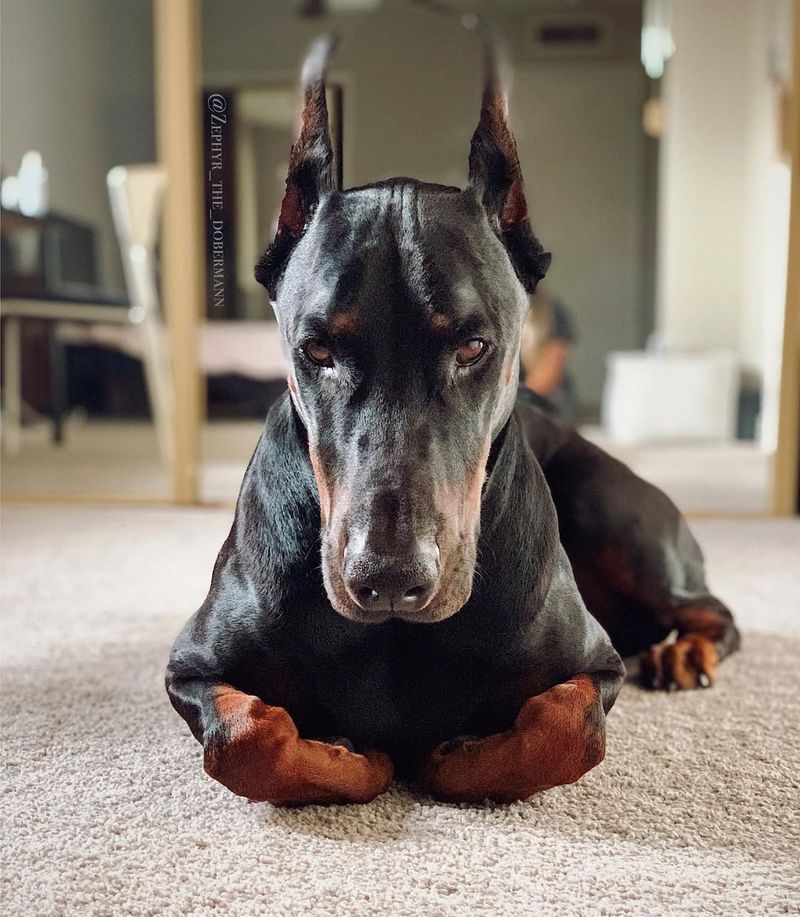 Doberman Pinscher