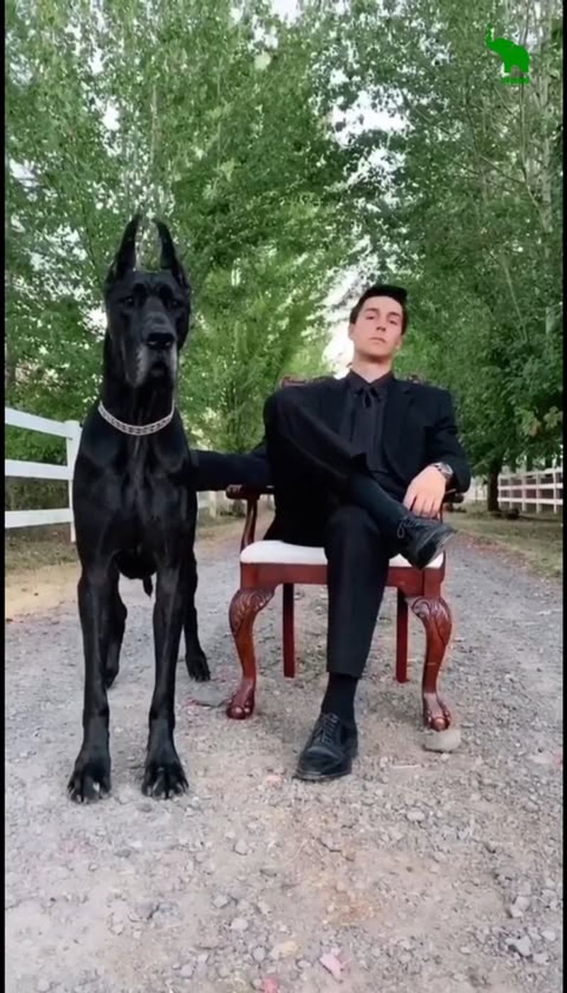 Great Dane
